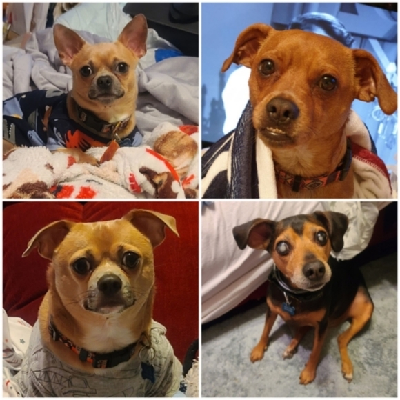 Meet your Posher, CoCo - Picture 4 of 12